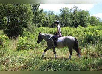 American Quarter Horse, Merrie, 5 Jaar, Roan-Blue