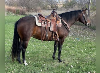 American Quarter Horse, Merrie, 5 Jaar, Roodbruin