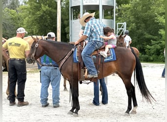 American Quarter Horse, Merrie, 5 Jaar, Roodbruin