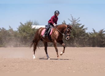 American Quarter Horse, Merrie, 5 Jaar, Roodvos