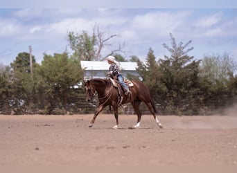 American Quarter Horse, Merrie, 5 Jaar, Roodvos
