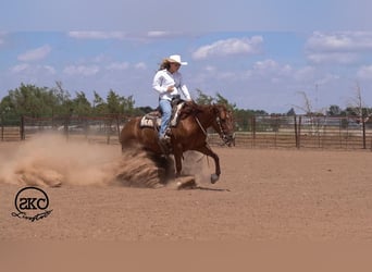 American Quarter Horse, Merrie, 5 Jaar, Roodvos