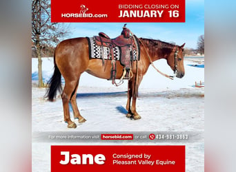 American Quarter Horse, Merrie, 5 Jaar, Roodvos