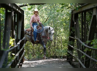 American Quarter Horse, Merrie, 5 Jaar, Schimmel