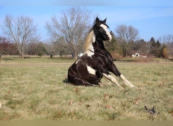 American Quarter Horse, Merrie, 5 Jaar, Tobiano-alle-kleuren