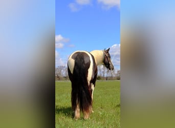 American Quarter Horse, Merrie, 5 Jaar, Tobiano-alle-kleuren