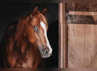 American Quarter Horse, Merrie, 5 Jaar, Vos