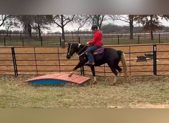 American Quarter Horse, Merrie, 5 Jaar, Zwart