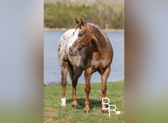 American Quarter Horse, Merrie, 6 Jaar, 142 cm, Donkere-vos