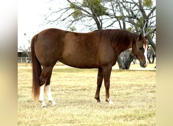 American Quarter Horse, Merrie, 6 Jaar, 142 cm, Roodvos