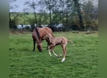 American Quarter Horse, Merrie, 6 Jaar, 143 cm, Dunalino