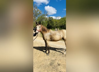 American Quarter Horse, Merrie, 6 Jaar, 145 cm, Buckskin