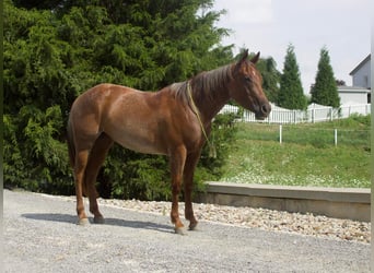 American Quarter Horse, Merrie, 6 Jaar, 145 cm, Roan-Red