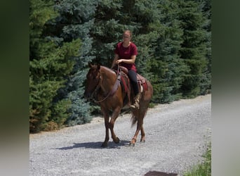 American Quarter Horse, Merrie, 6 Jaar, 145 cm, Roan-Red