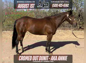American Quarter Horse, Merrie, 6 Jaar, 145 cm, Roodbruin