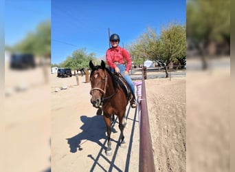 American Quarter Horse, Merrie, 6 Jaar, 145 cm, Roodbruin