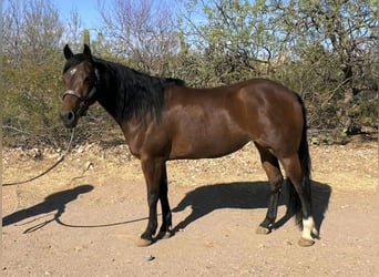 American Quarter Horse, Merrie, 6 Jaar, 145 cm, Roodbruin