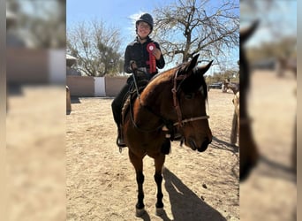 American Quarter Horse, Merrie, 6 Jaar, 145 cm, Roodbruin