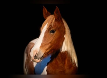 American Quarter Horse, Merrie, 6 Jaar, 145 cm, Tobiano-alle-kleuren