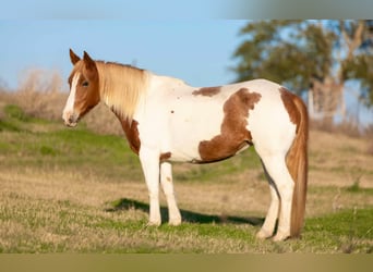 American Quarter Horse, Merrie, 6 Jaar, 145 cm, Tobiano-alle-kleuren