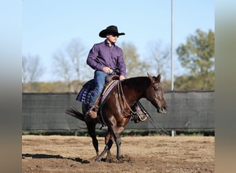 American Quarter Horse, Merrie, 6 Jaar, 147 cm, Donkere-vos