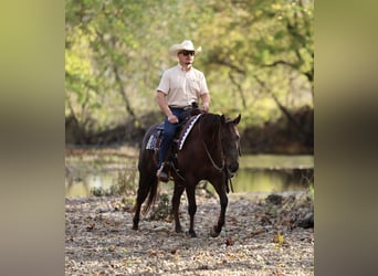 American Quarter Horse, Merrie, 6 Jaar, 147 cm, Donkere-vos