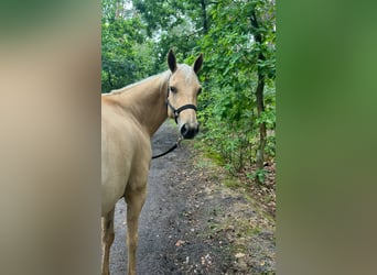 American Quarter Horse, Merrie, 6 Jaar, 147 cm, Palomino