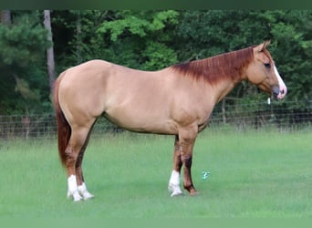 American Quarter Horse, Merrie, 6 Jaar, 147 cm, Red Dun