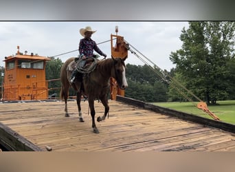 American Quarter Horse, Merrie, 6 Jaar, 147 cm, Red Dun