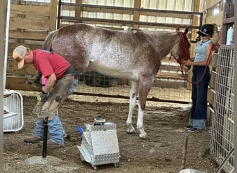 American Quarter Horse, Merrie, 6 Jaar, 147 cm, Roan-Red