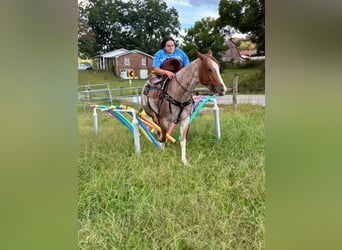 American Quarter Horse, Merrie, 6 Jaar, 147 cm, Roan-Red