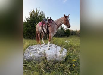 American Quarter Horse, Merrie, 6 Jaar, 147 cm, Roan-Red