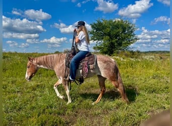 American Quarter Horse, Merrie, 6 Jaar, 147 cm, Roan-Red