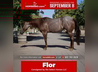 American Quarter Horse, Merrie, 6 Jaar, 147 cm, Roan-Red