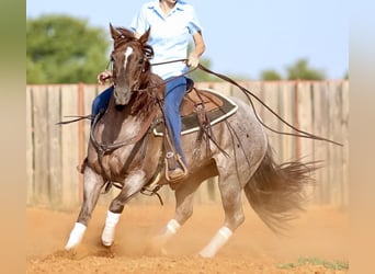 American Quarter Horse, Merrie, 6 Jaar, 147 cm, Roan-Red