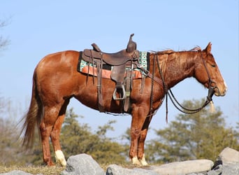 American Quarter Horse, Merrie, 6 Jaar, 147 cm, Roodvos