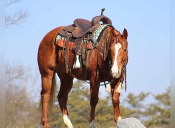 American Quarter Horse, Merrie, 6 Jaar, 147 cm, Roodvos