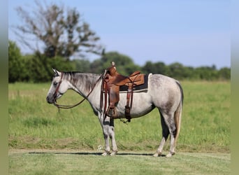 American Quarter Horse, Merrie, 6 Jaar, 147 cm, Schimmel