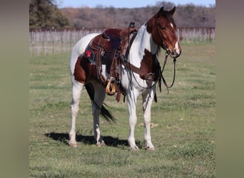 American Quarter Horse, Merrie, 6 Jaar, 147 cm, Tobiano-alle-kleuren