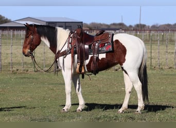 American Quarter Horse, Merrie, 6 Jaar, 147 cm, Tobiano-alle-kleuren