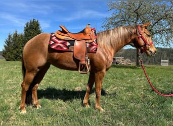 American Quarter Horse, Merrie, 6 Jaar, 148 cm, Vos