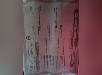 American Quarter Horse, Merrie, 6 Jaar, 149 cm, Buckskin