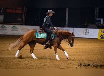 American Quarter Horse, Merrie, 6 Jaar, 149 cm, Vos