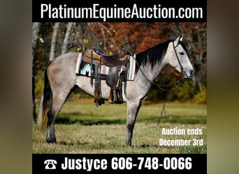 American Quarter Horse, Merrie, 6 Jaar, 150 cm, Appelschimmel