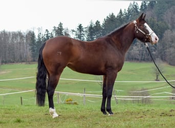 American Quarter Horse, Merrie, 6 Jaar, 150 cm, Brauner