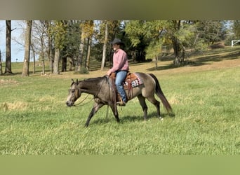 American Quarter Horse, Merrie, 6 Jaar, 150 cm, Buckskin