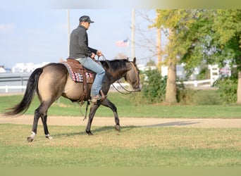 American Quarter Horse, Merrie, 6 Jaar, 150 cm, Buckskin