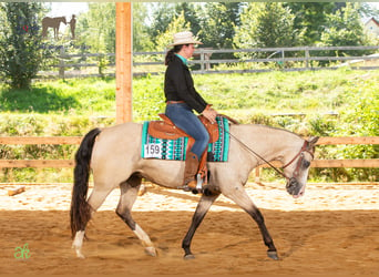 American Quarter Horse, Merrie, 6 Jaar, 150 cm, Buckskin