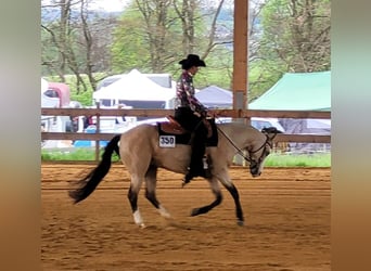 American Quarter Horse, Merrie, 6 Jaar, 150 cm, Buckskin