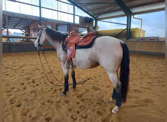 American Quarter Horse, Merrie, 6 Jaar, 150 cm, Buckskin